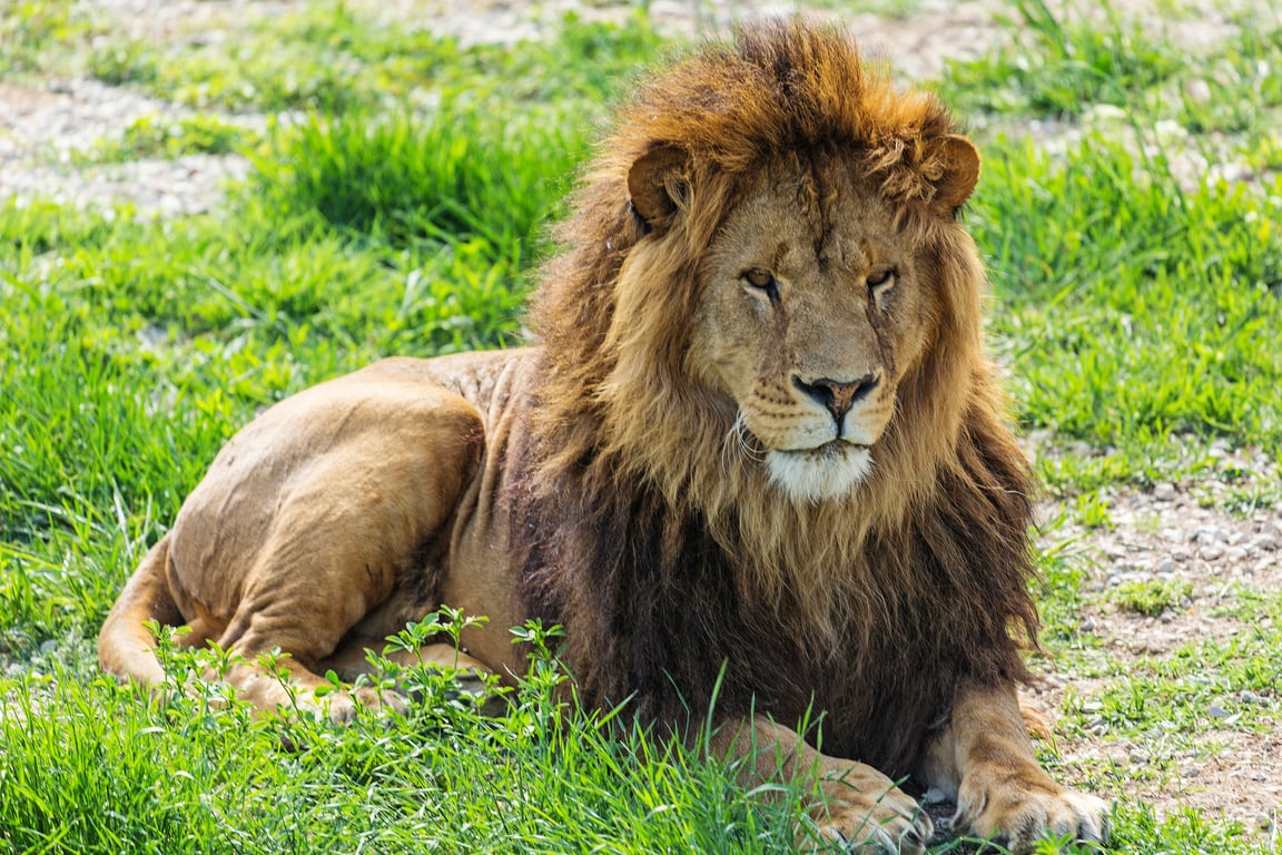 Male Lion Resting on Grass